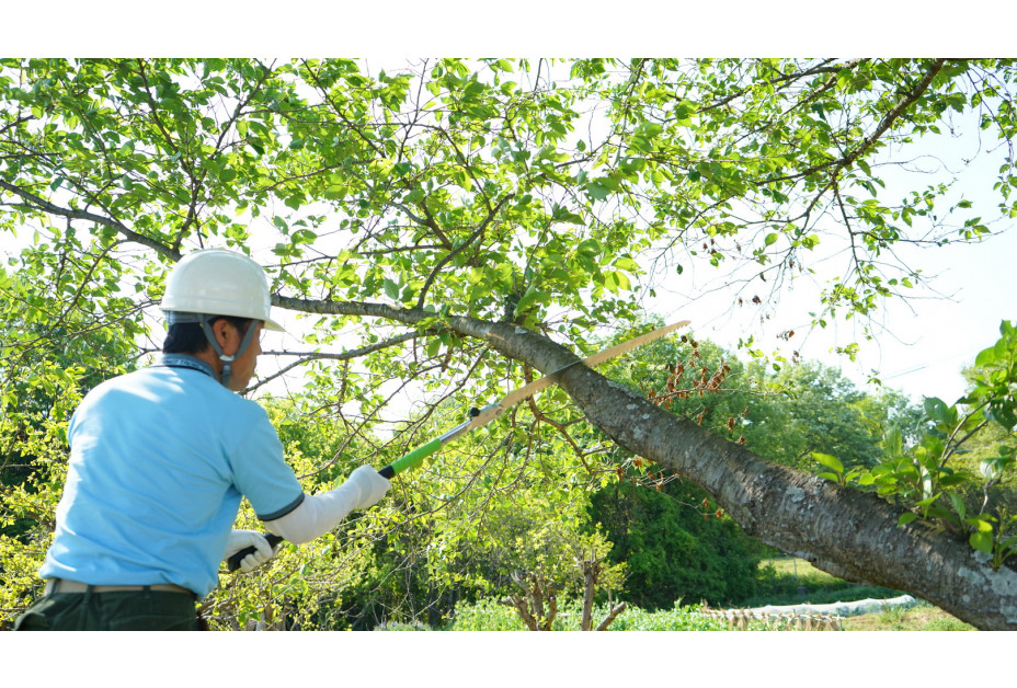 SILKY Folding Saw Katanaboy Professional SILKY Folding Saw Katanaboy Professional